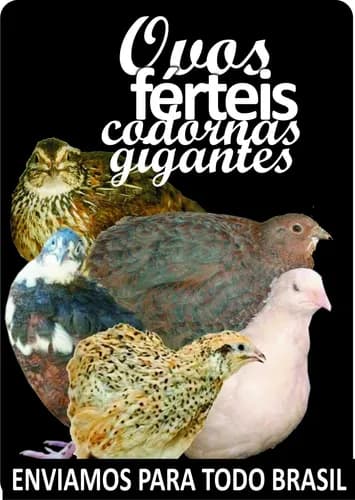 capa-ovos-ferteis